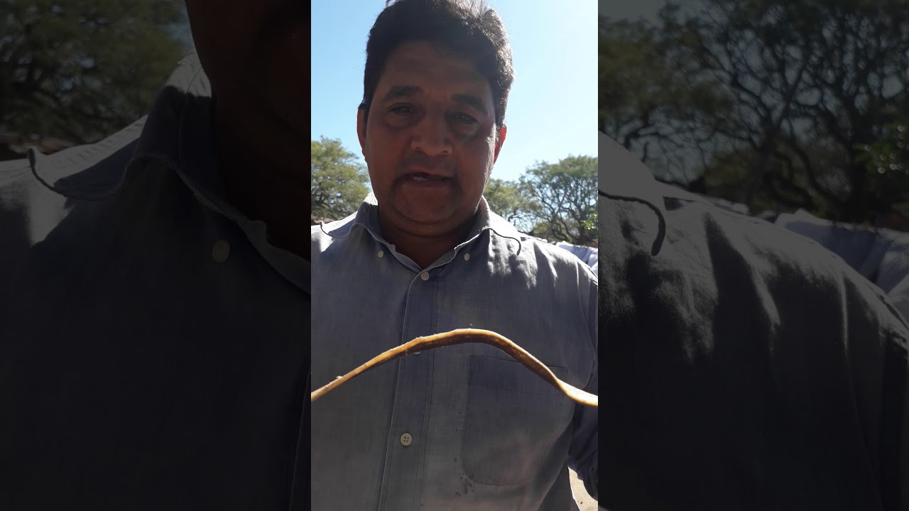 emparejar desvirar  enderezar  tientos  parte 3