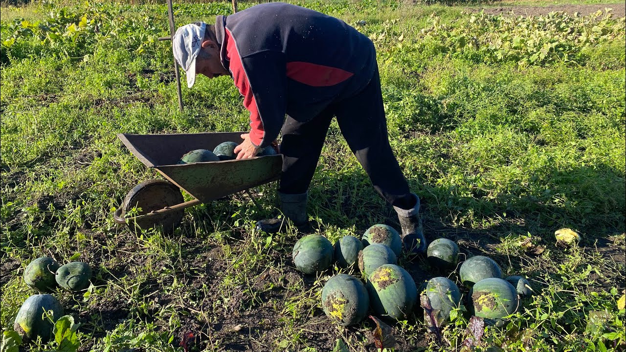 Country Life in Autumn // Harvesting Watermelons & Feeding Rabbits