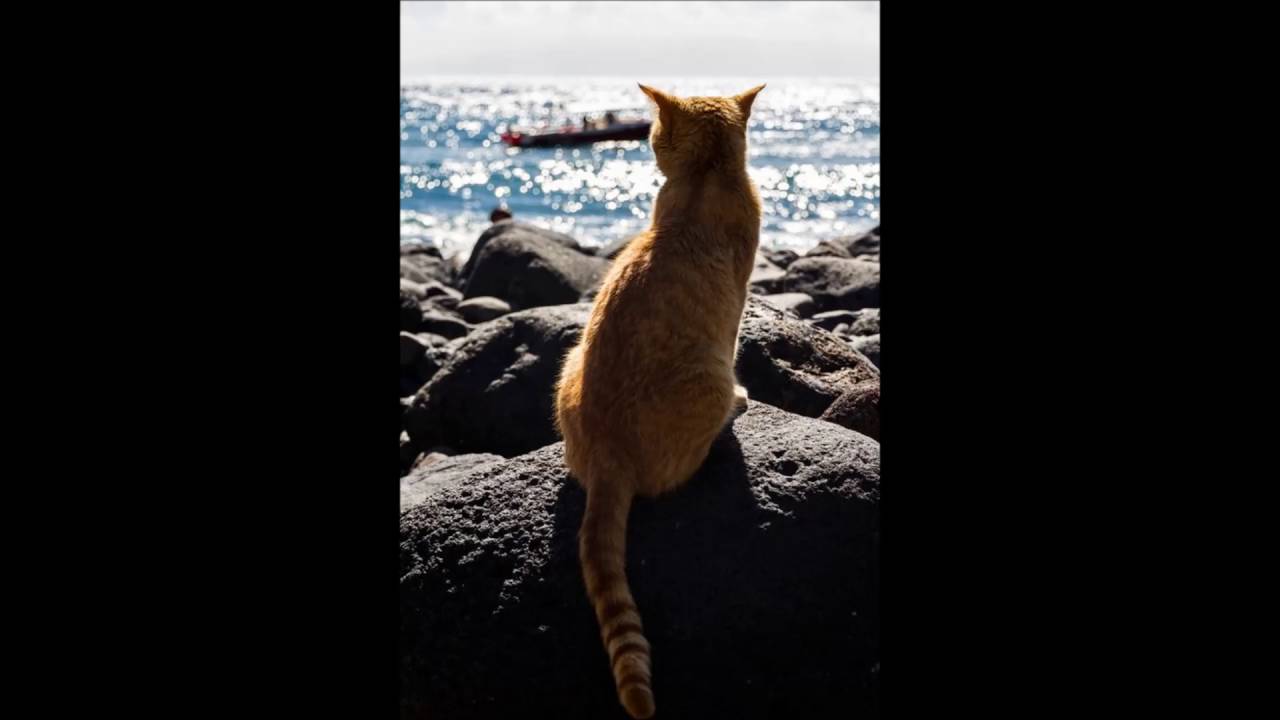 Rob Moratti Edge of love