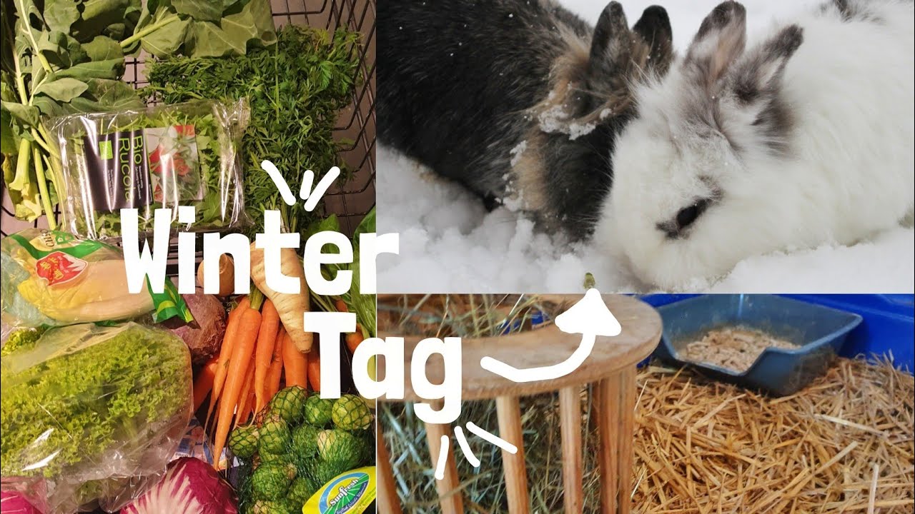 Dezembervlog: ein winterlicher Tag bei den Kaninchen