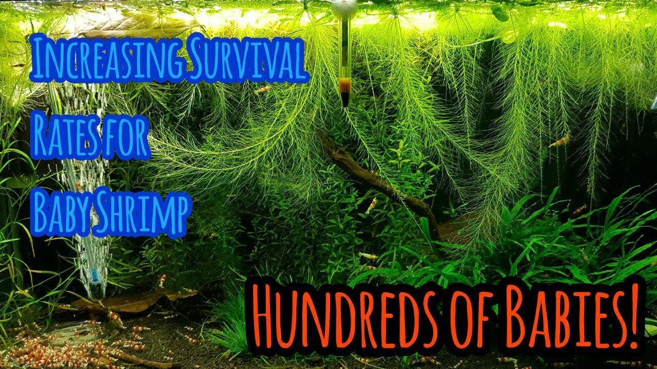 Increasing Baby Shrimp Survival Rates