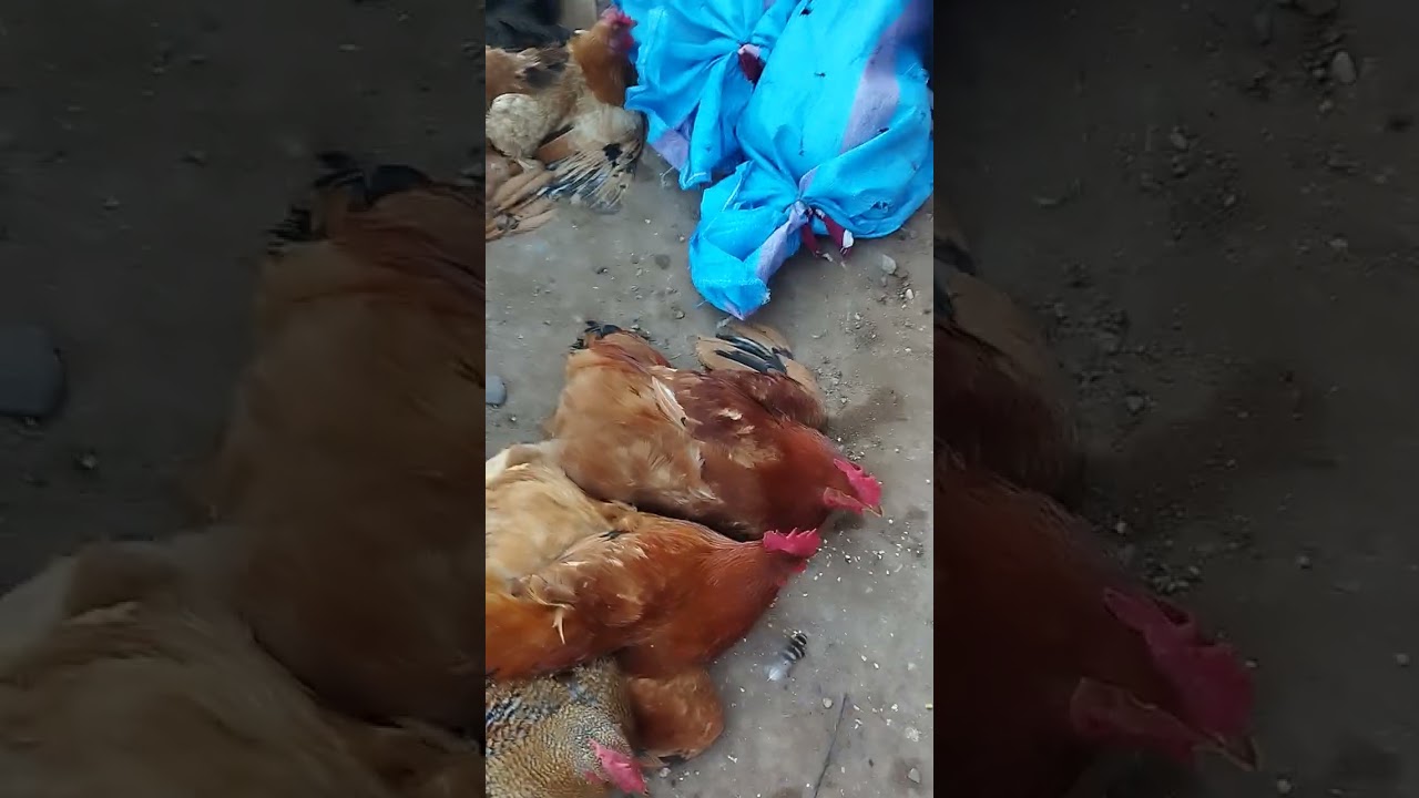 اليوم بيسوق بلفاع الخير والثمان موجود