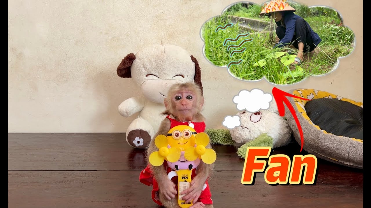 super smart! Monkey Abi brings a fan for mom when it's sunny