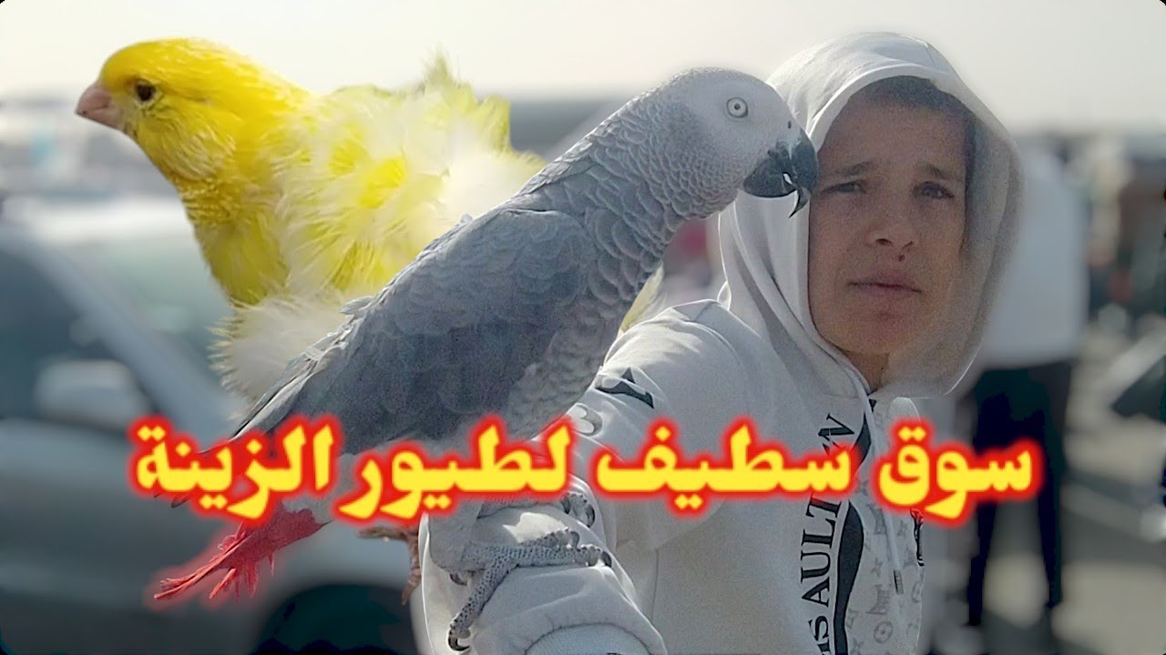 سوق سطيف الاكبر في الشرق | تغطية شاملة لطيور الزينة