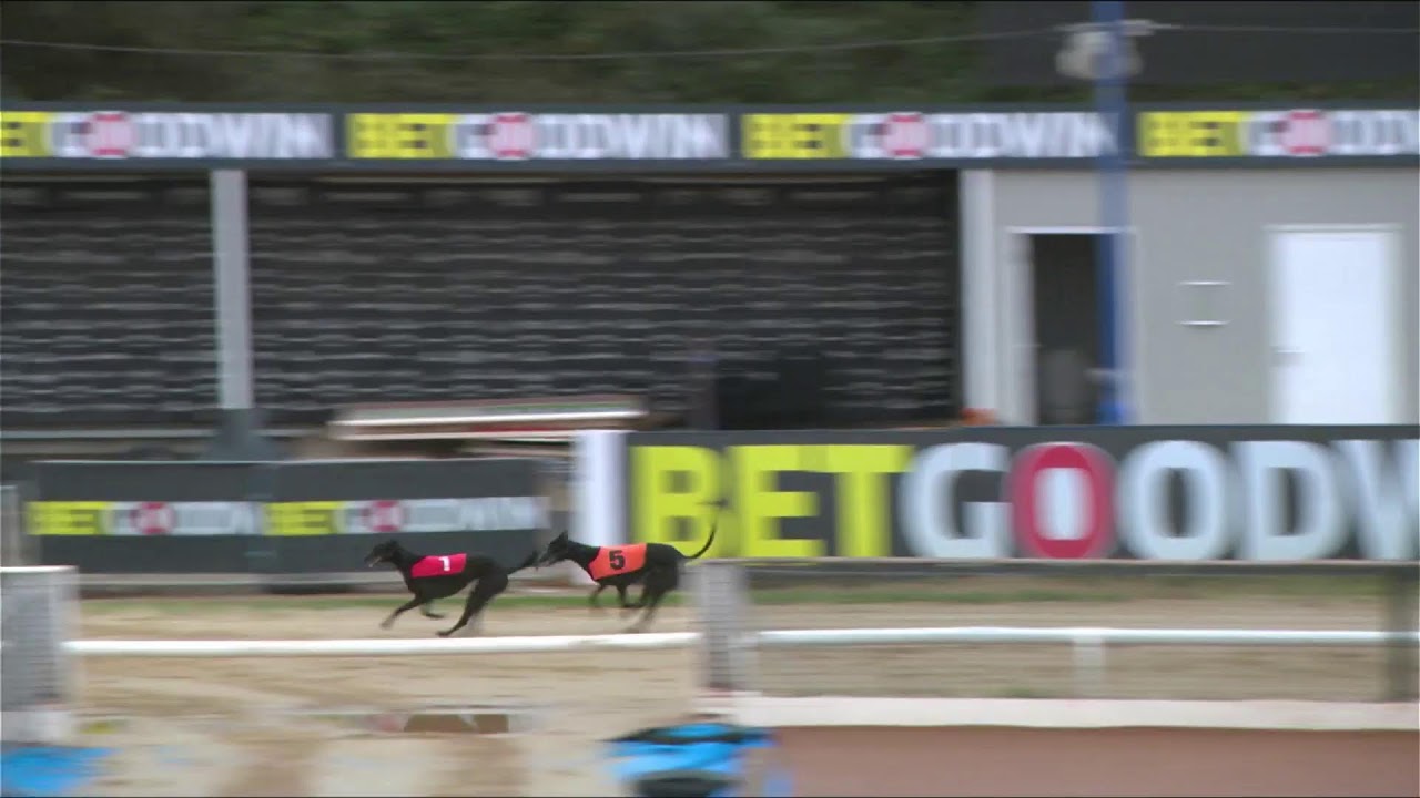Oxford Stadium Greyhounds Live Trial Session 16/12/25