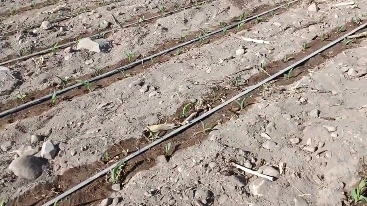 Porque es importante él riego por goteo controlado y la germinación de malezas.