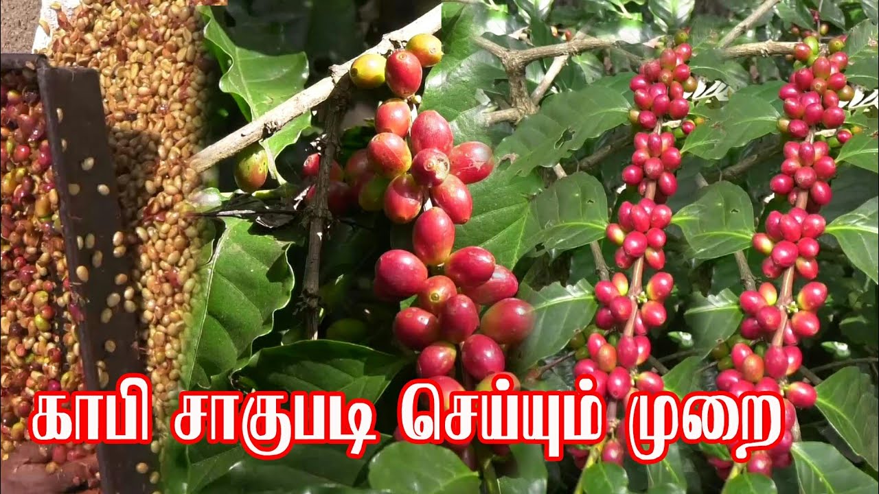 காபி சாகுபடி செய்யும் முறை |coffee cultivation |Agrinews tamil|dharmapuriwebtv
