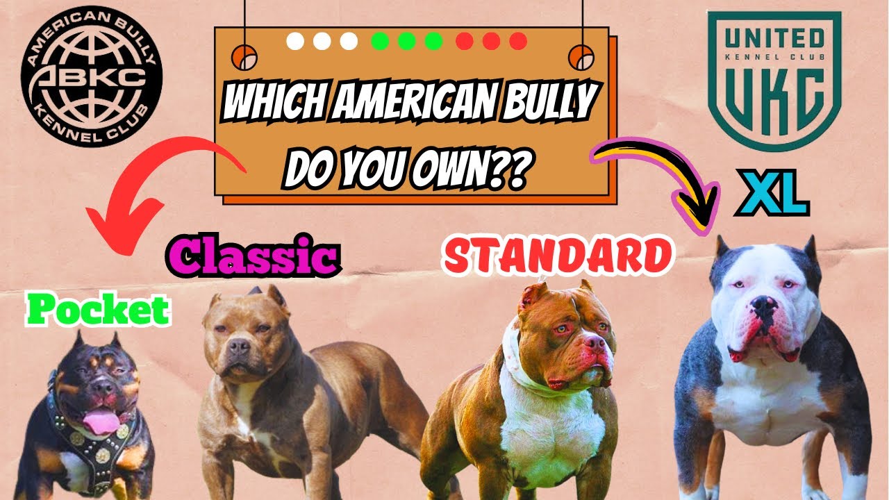 The American Bully &The Different Classes | What You Need To Know!
