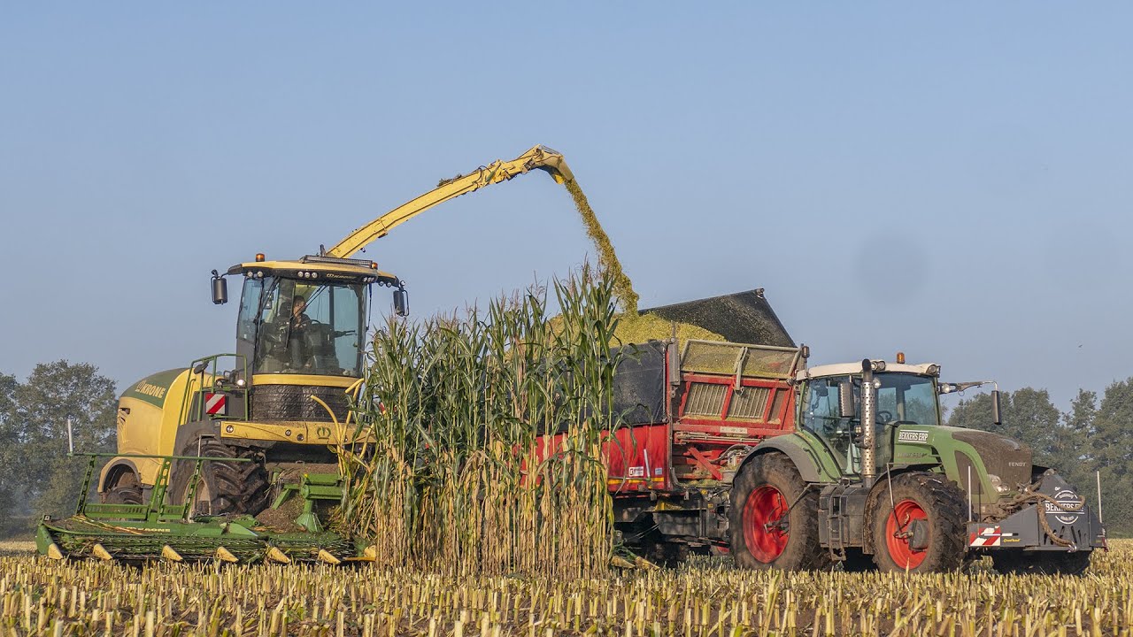 Mais hakselen 2021 |  Krone Big X 780 + 12 Rows | Bekkers Erp