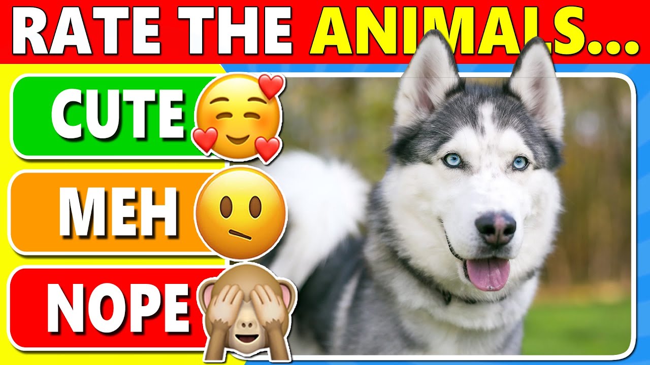 Tier List Rank Animals from Best to Worst🐶🐱🐒 – Animal Quiz