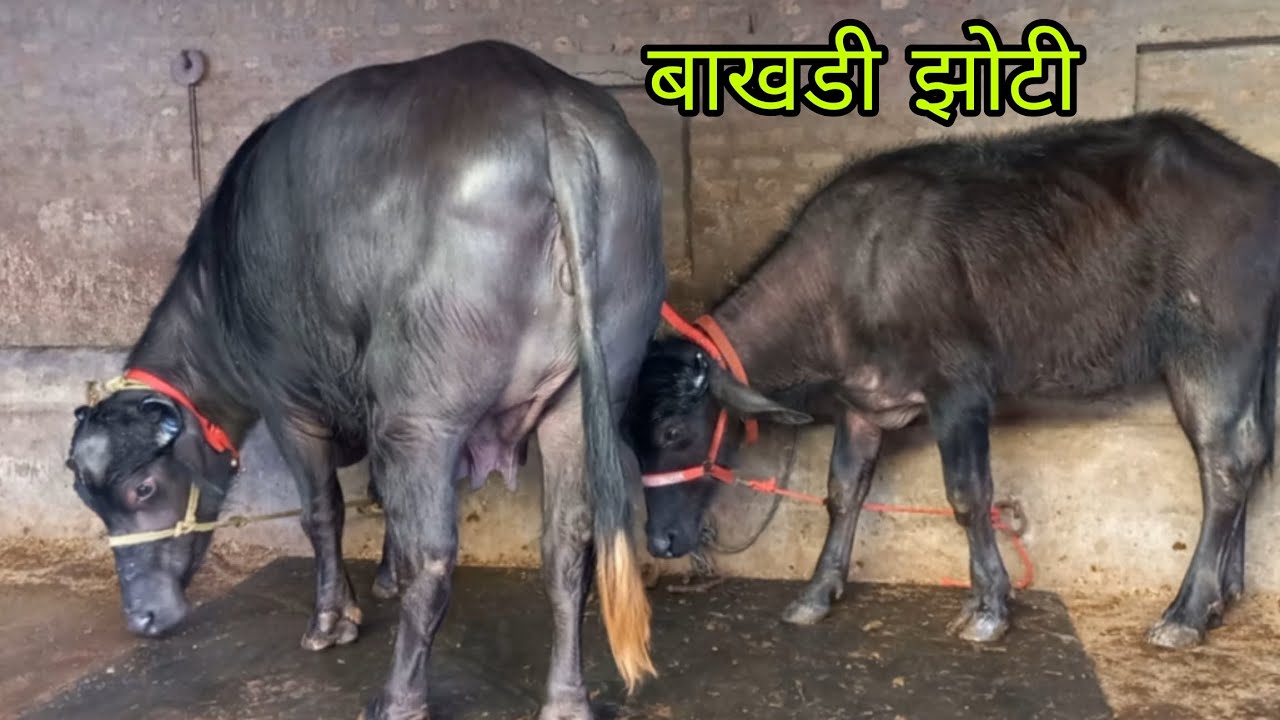 बाखडी झोटी 4 महीनें की प्रेगनेंट चेक पास बिक्री के लिए उपलब्ध, गांव- धमतान साहिब, जिला- जींद 