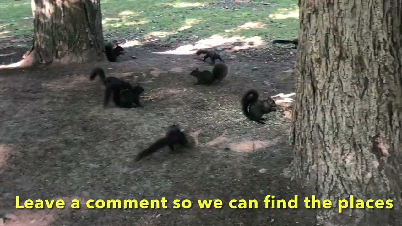 Are Black Squirrels Common? Let&rsquo;s All Find Out Where They Are