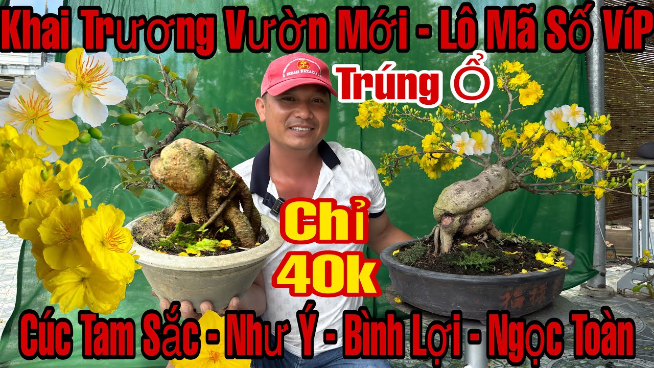 1/3☎️0987419023☎️🌲Mai Vàng Giá Rẻ🌲Cúc Tam Sắc-Như Ý-Bình Lợi-Nhị Ngọc Toàn-Bạch Mai-Giảo Tam Sắc…🌲