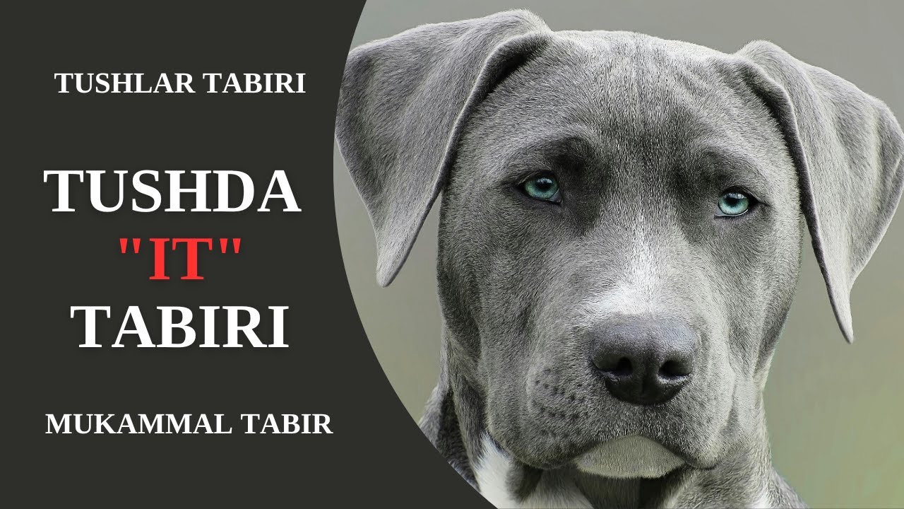 TUSHDA IT TABIRI | TUSHDA (KO'PPAK, KUCHUK) ITNI KO'RISH NIMAGA TABIR BO'LADI?