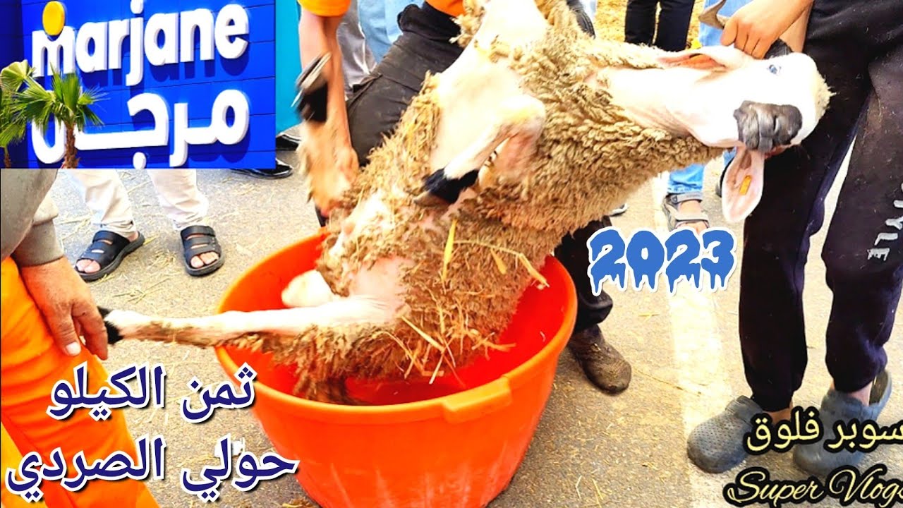 حصريا من أسواق مرجان وزن الحولي الصردي بي الكيلو الصغير و الكبير