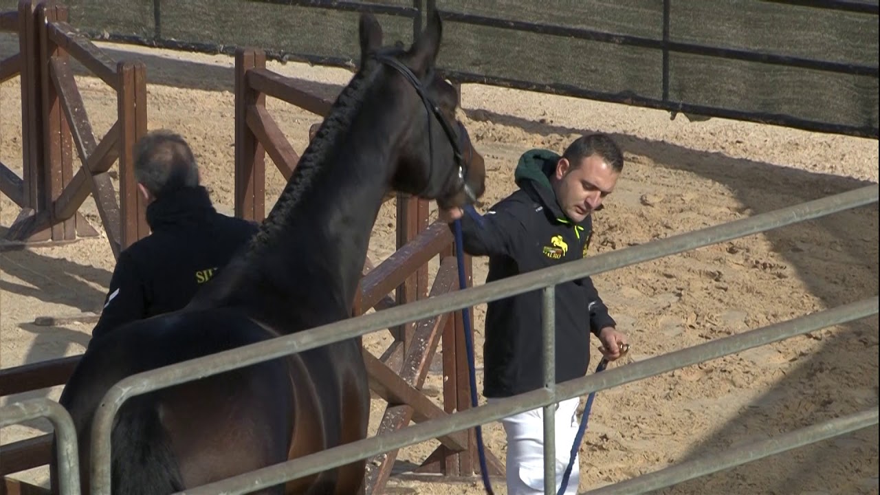 ARKORNET  (Cornet Obolensky  x ArkoIII)     Campione Italiano
