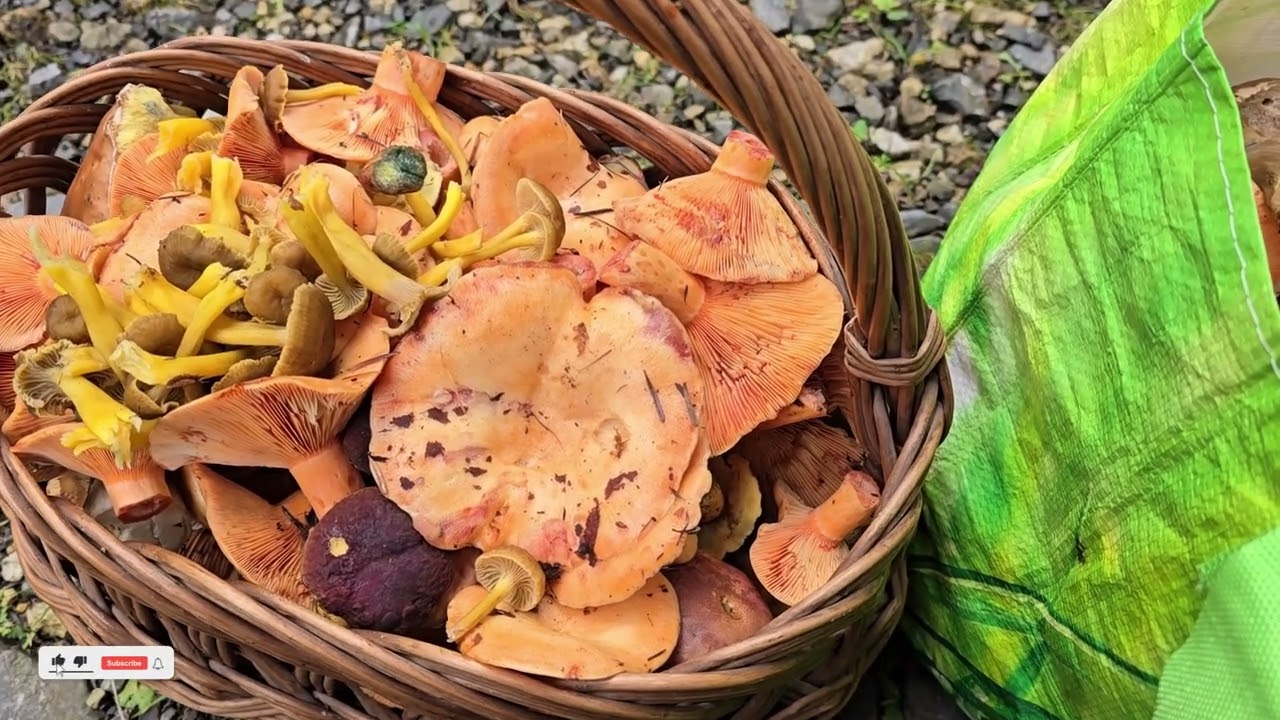 Raport z niedzielnego grzybobrania. 🍄 Rude brunatne i oprószone 😋 znalazły się w koszyku 🛒