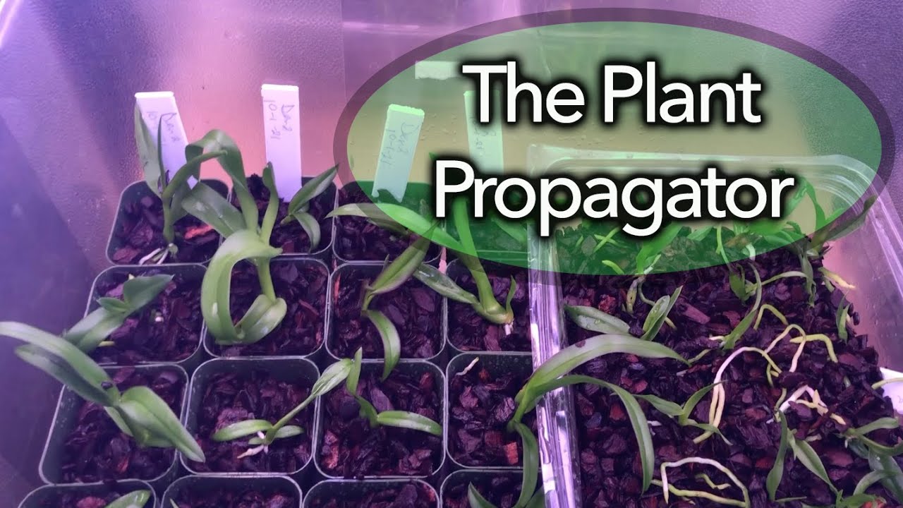 Deflasking orchids in the lab