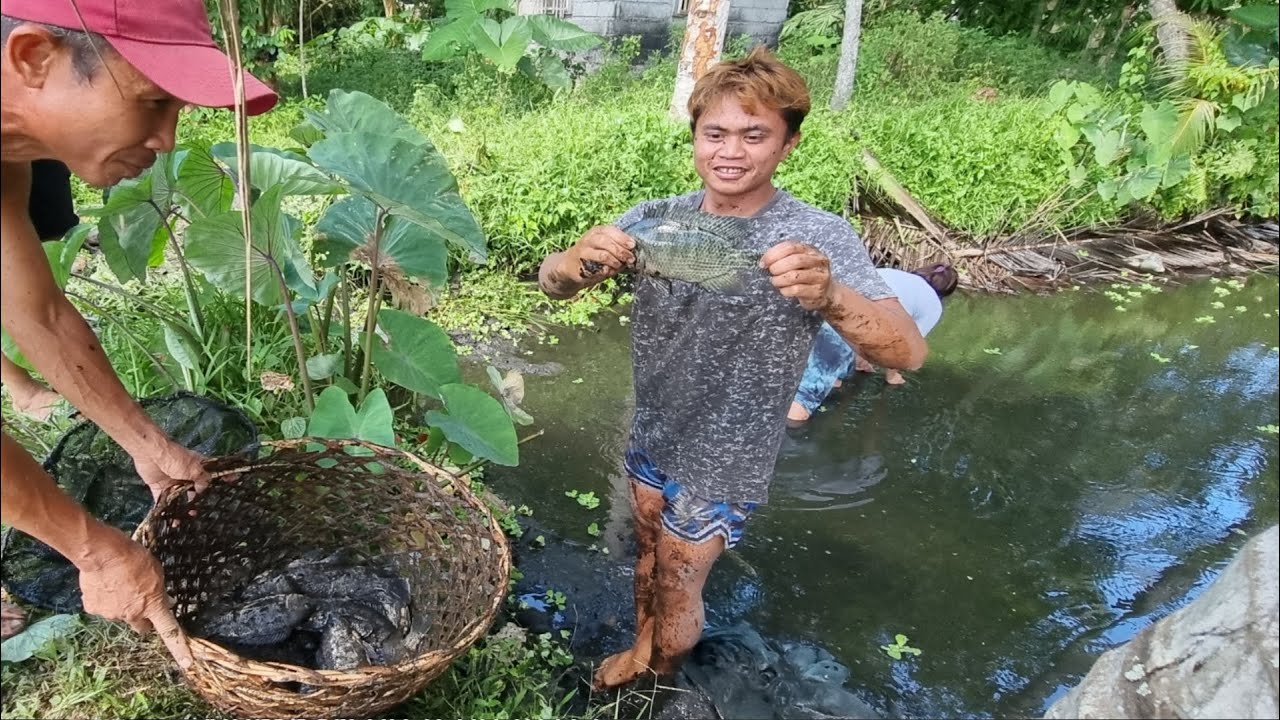 Harvesting Tilapia - Bakit Maganda ang Tilapia sa Spring Water?
