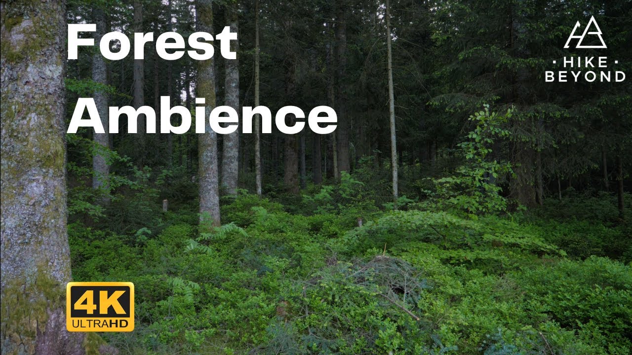 4K Forest ambience. Relax, study, sleep or meditate and enjoy the beautiful sounds!