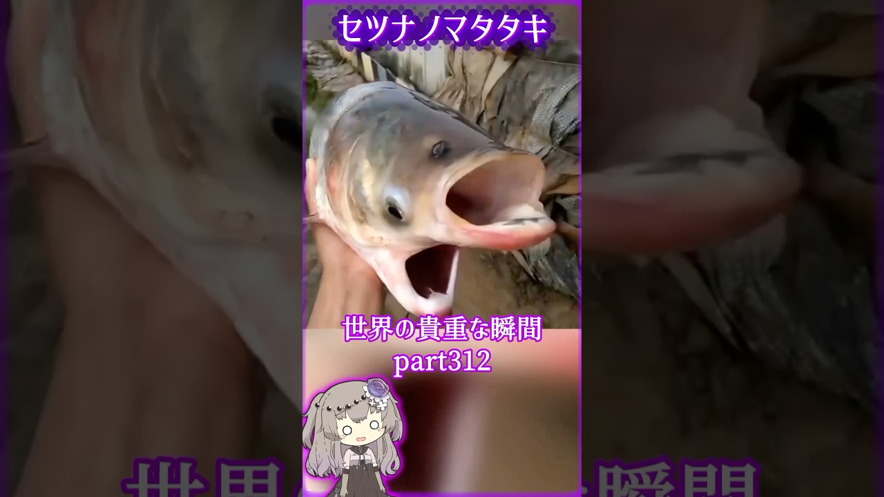 あなたがきっと驚く世界の貴重な瞬間part312 #写真  #voicevox #didyouknow #面白い #shorts #雑学 #癒し #1分雑学 #冥鳴ひまり