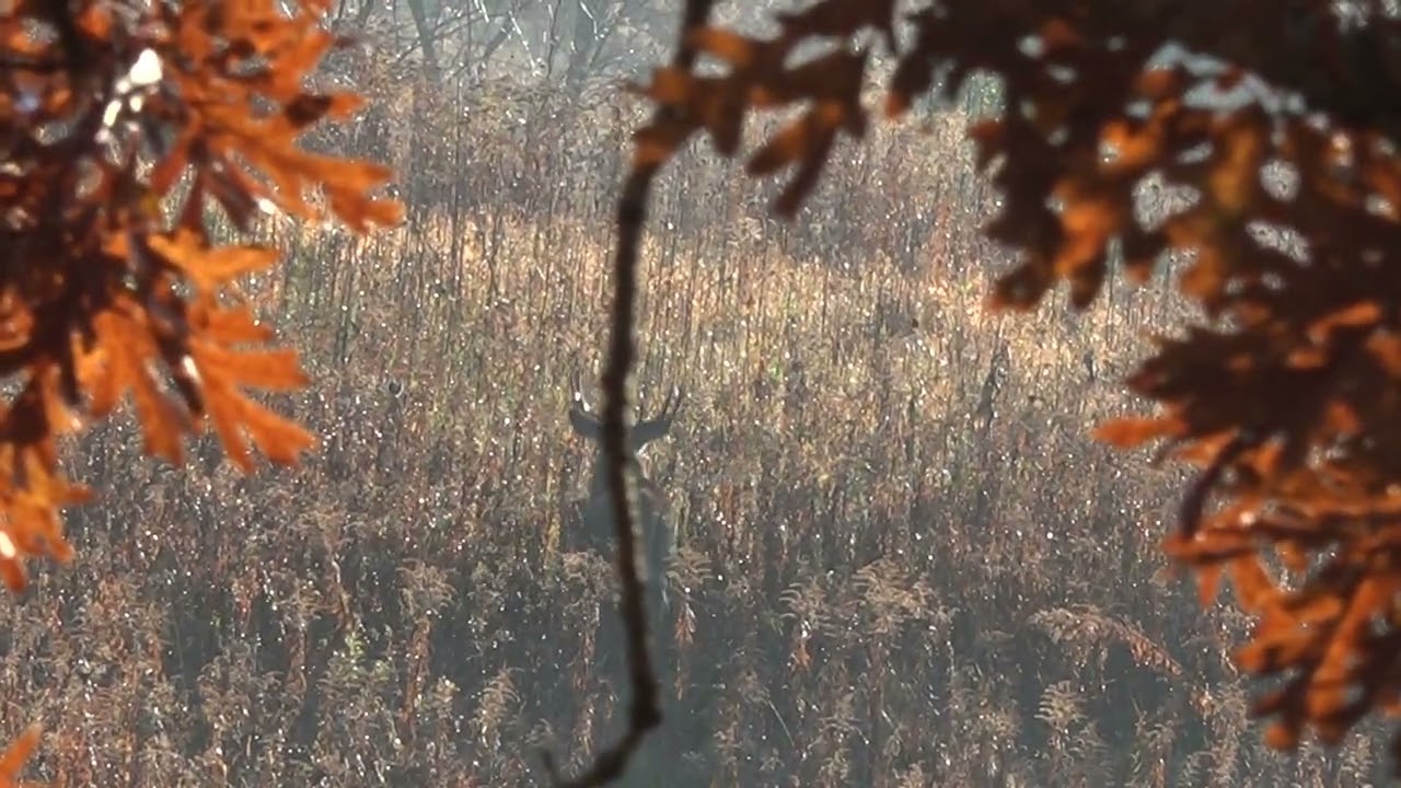 How to Decoy Whitetail Bucks Montana Decoy #montanadecoys #archerydeer #tagfilled #bbd