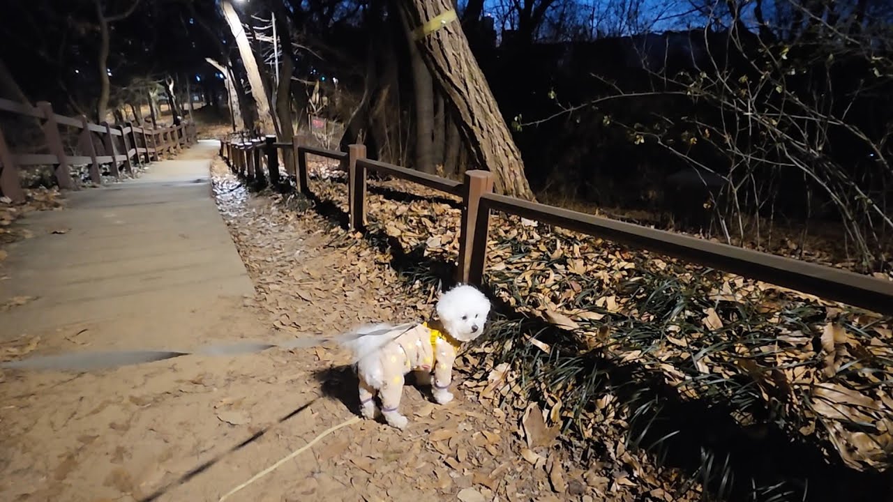 강아지산책은 산이최고 흙이있어 발과 다리가 보호되고 근육도 생겨 
