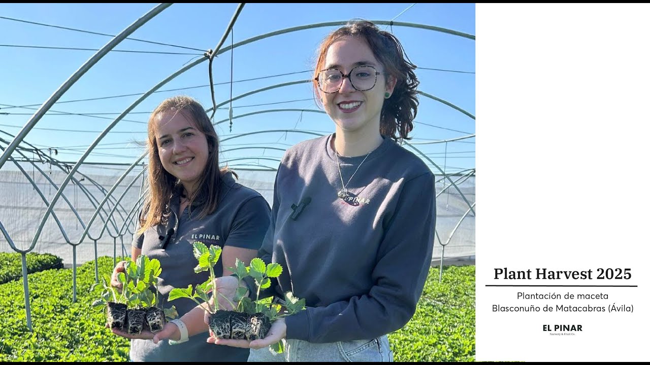 Plantación de maceta de plantas de fresa | Blasconuño de Matacabras (Ávila) - El Pinar