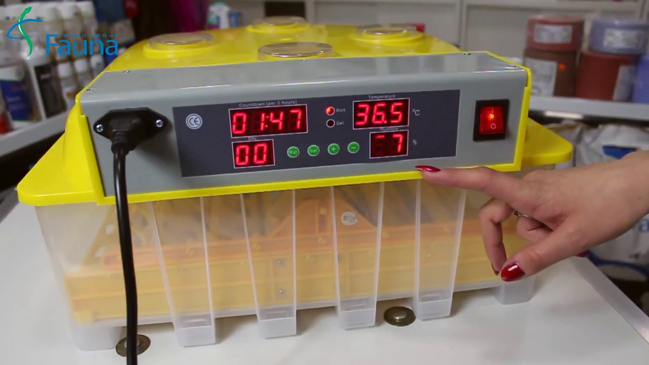 Inkubator për çeljen e vezëve