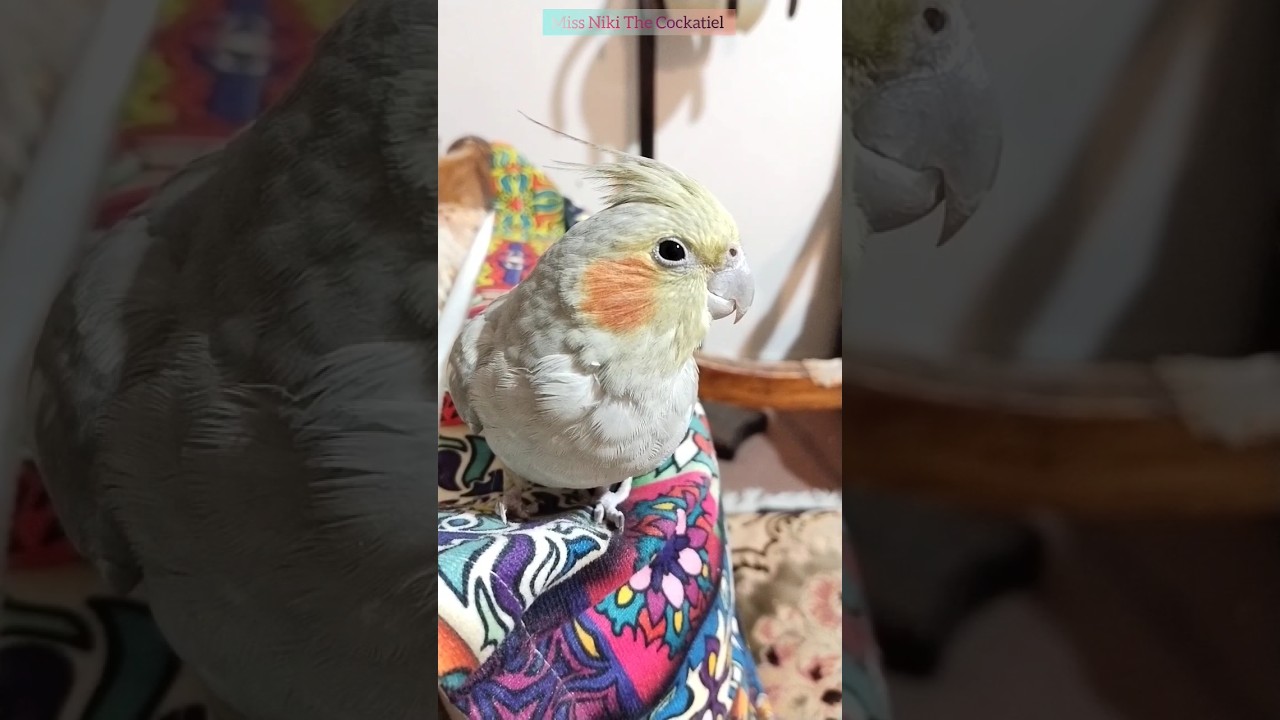 ANGRY COCKATIEL SCREAMING 😂🥰 #shorts #cockatiel #birds #parrot #funny #cute