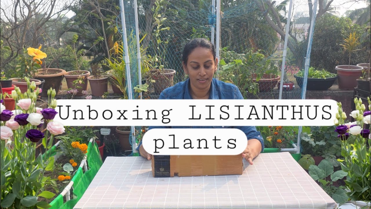 Unboxing LISIANTHUS plants ,summer flowering plants