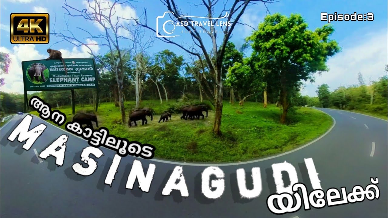 വന്യമൃഗങ്ങളുടെ  സ്വന്തം Theppakkadu കണ്ട് Masinagudi യിലേക്ക് ഒരു യാത്ര |Theppakkadu elephant camp