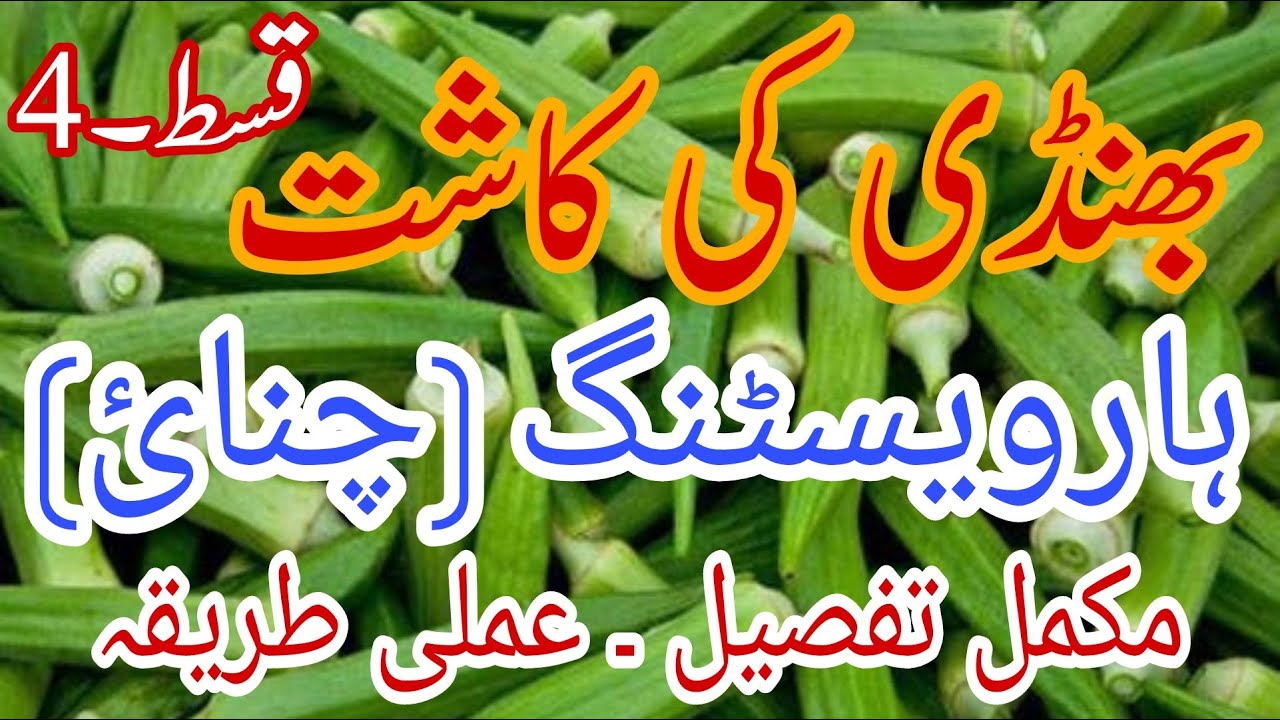 94-Harvesting Of Okra Crop | Bhindi Ki Chunaie | LadyFinger | Okra Farming | Vegetables | Part-4
