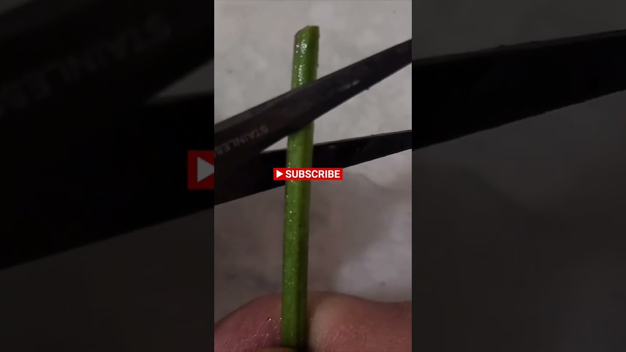 cloning CANNABIS plants in less than 60 seconds