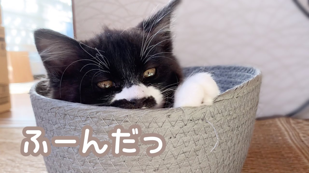 妹に遊んでもらえなくて、いじけてしまった子猫を観察してみたら…