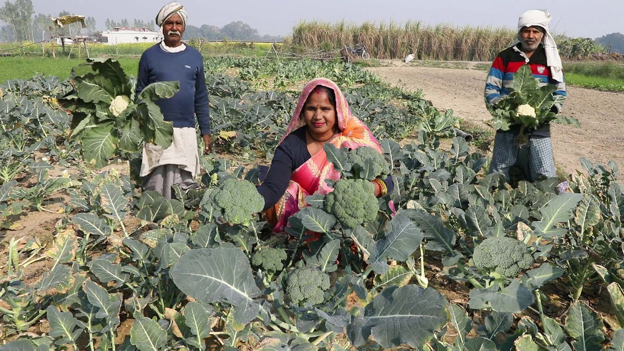 ब्रोकोली गाजर पनीर की सब्जी ऐसे बनाएंगे तो बच्चें मांग मांग कर चाट-चाटकर खाएंगे || Broccoli recipe