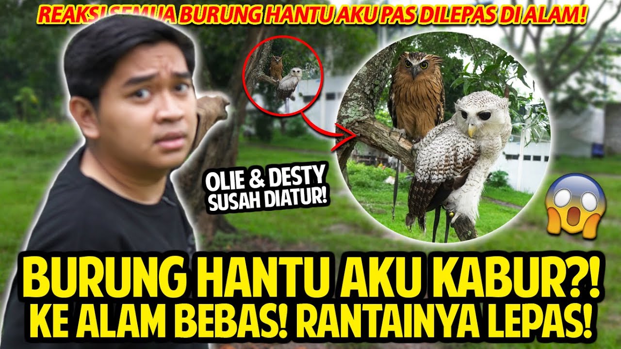 BURUNG HANTU AKU KABUR KE ALAM BEBAS! RANTAINYA LEPAS! OLIE & DESTY SUSAH BANGET DIATUR!