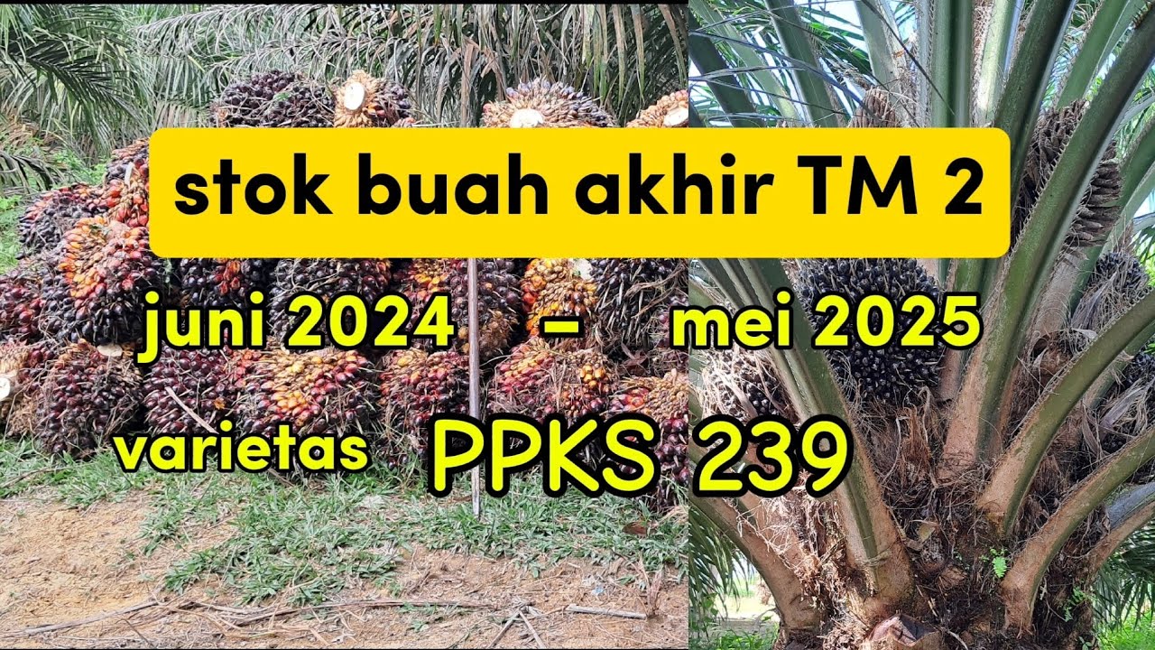 stok buah akhir di TM 2,varietas PPKS 239
