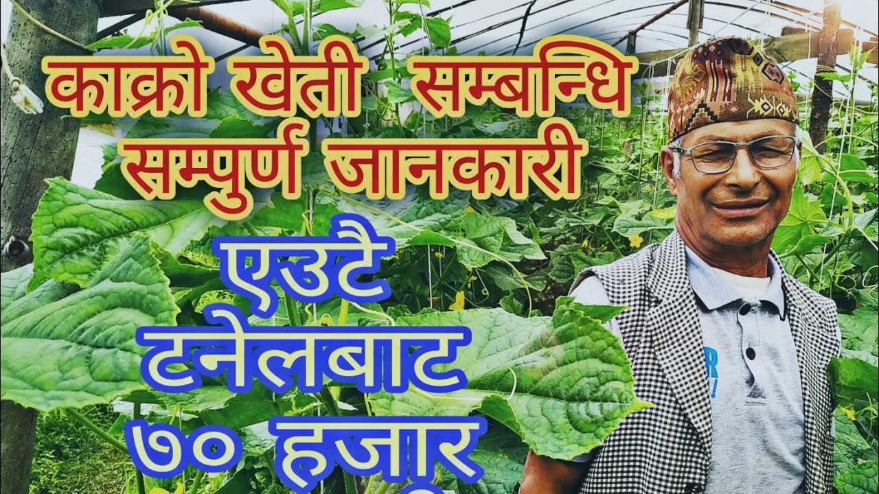काक्रो खेती बारे सम्पुर्ण  जानकारी, एउटै टनेलबाट ७० हजारको आम्दानी nepali farmer youtube channel