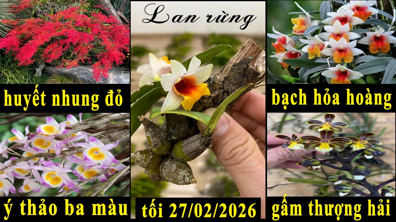Lan rừng tối 27/02/2026(ship30k)Huyết nhung đỏ, bạch hoả hoàng, gấm, ý thảo ba màu I 070.611.5694