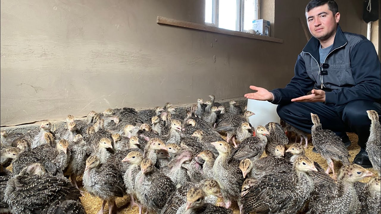 7 ОЙДА 30 КГ КЕЛАДИГАН БРОНЗА 708 ИНДЮК 🦃 ЖУЖАЛАРИ СОТИЛАДИ УЛГУРИБ КОЛИНГ 