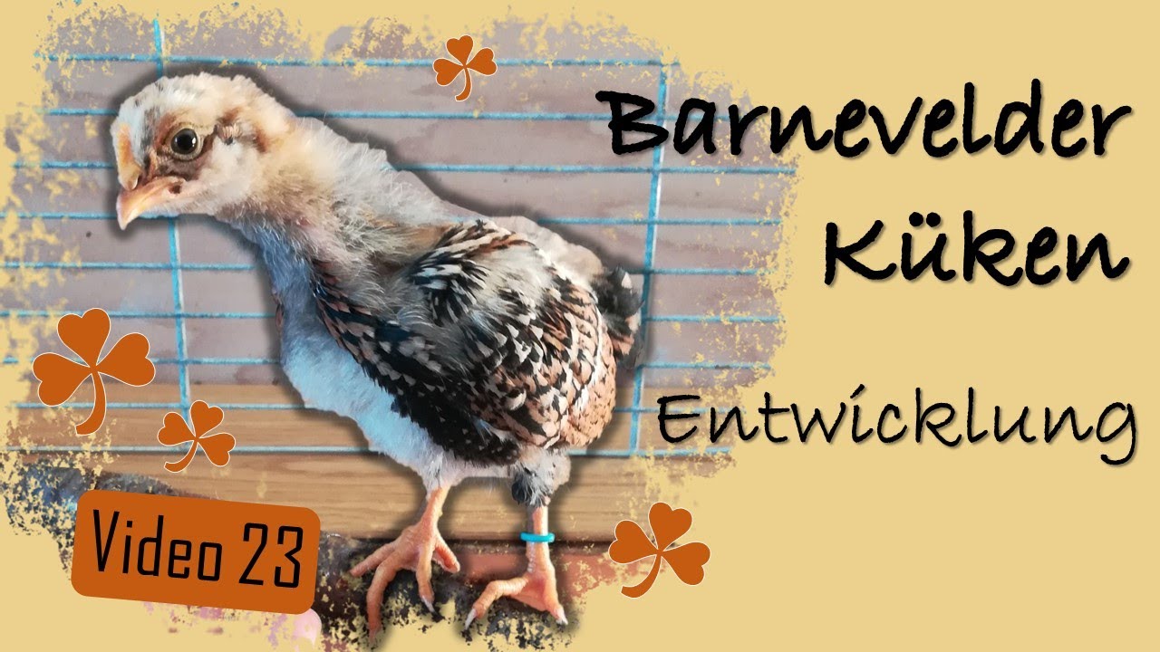 H&uuml;hner 23 🐤 Barnevelder K&uuml;ken 🐥 Entwicklung & Fazit von aktueller Brut