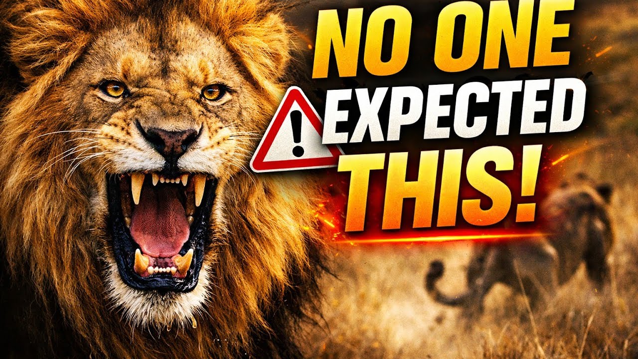 This Lion Surprised Everyone | Wild Footage You Must See 🔥#lion #wiledlife 
