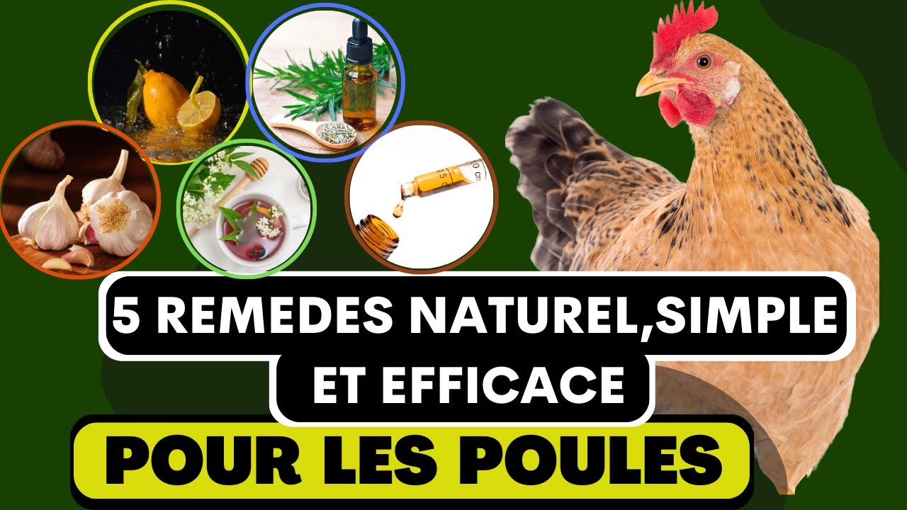 5 Remèdes naturels,simple et efficaces  pour le poulet de chair