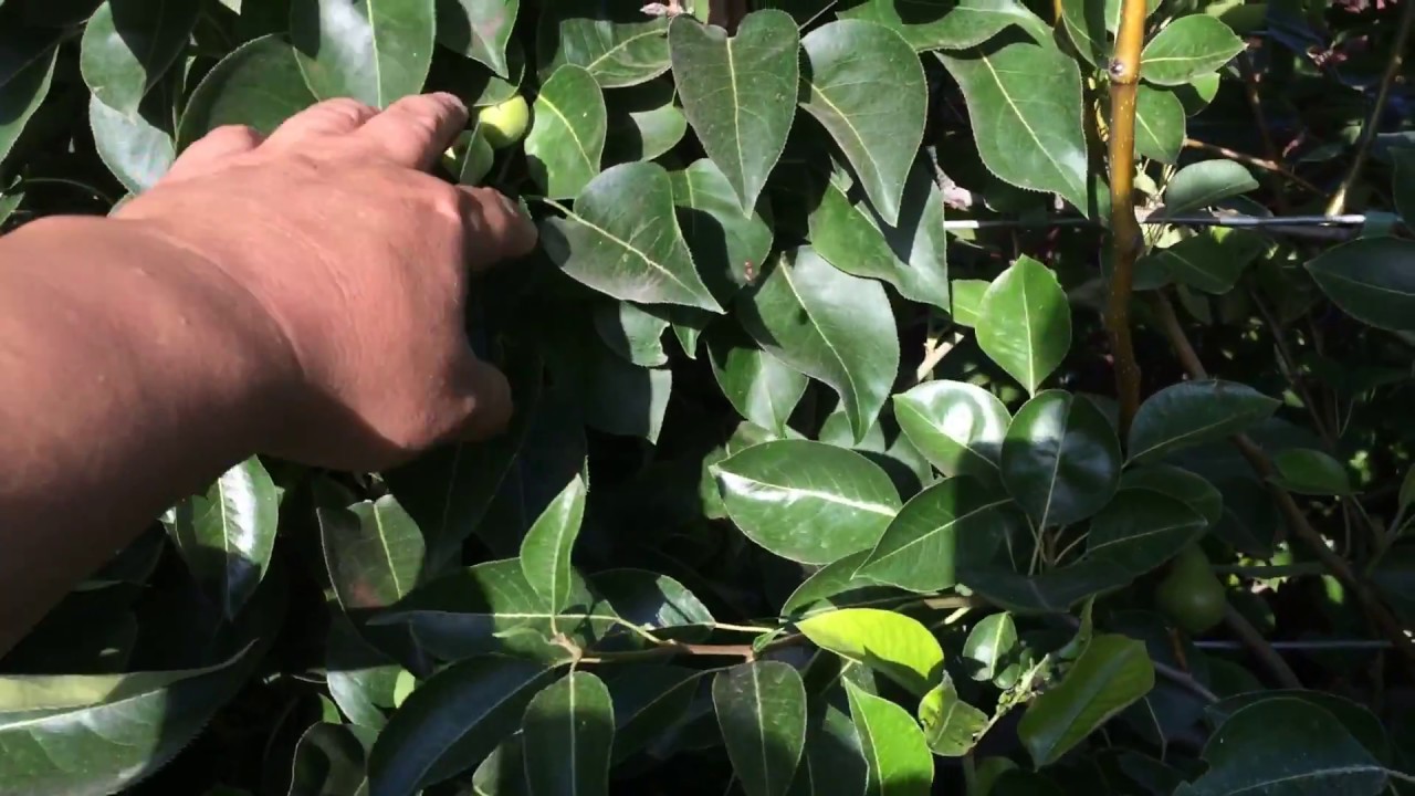 Final Video of the Original Pears 05-29-17 (High Density Espalier Gardener)