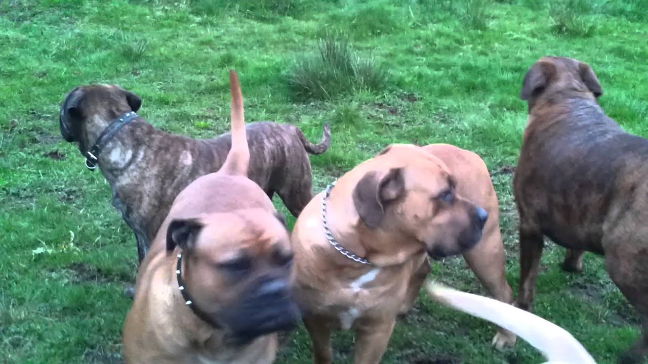 Boerboel...Bullmastiff...  Presa Canario....