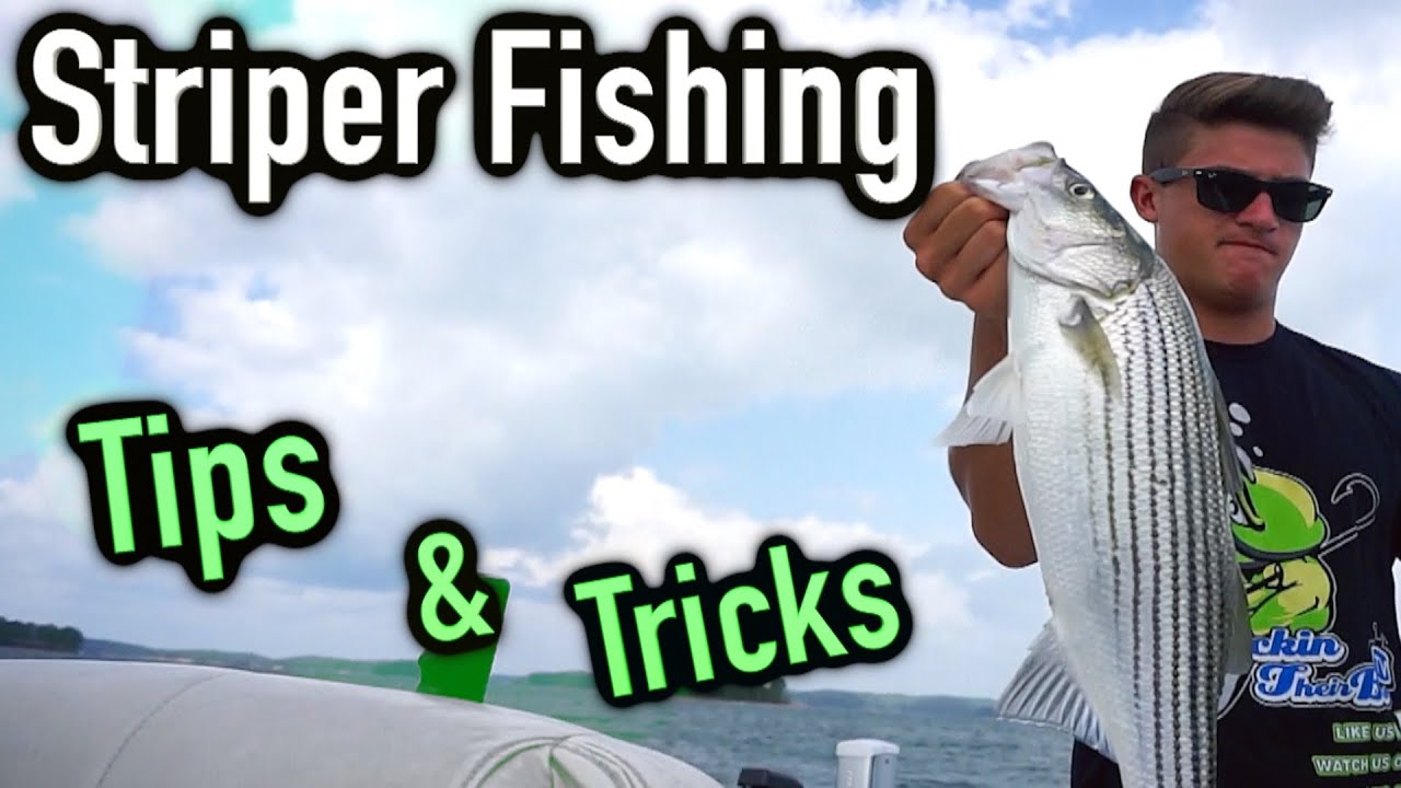 How to catch striper Tips and Tricks ~ Lake Lanier