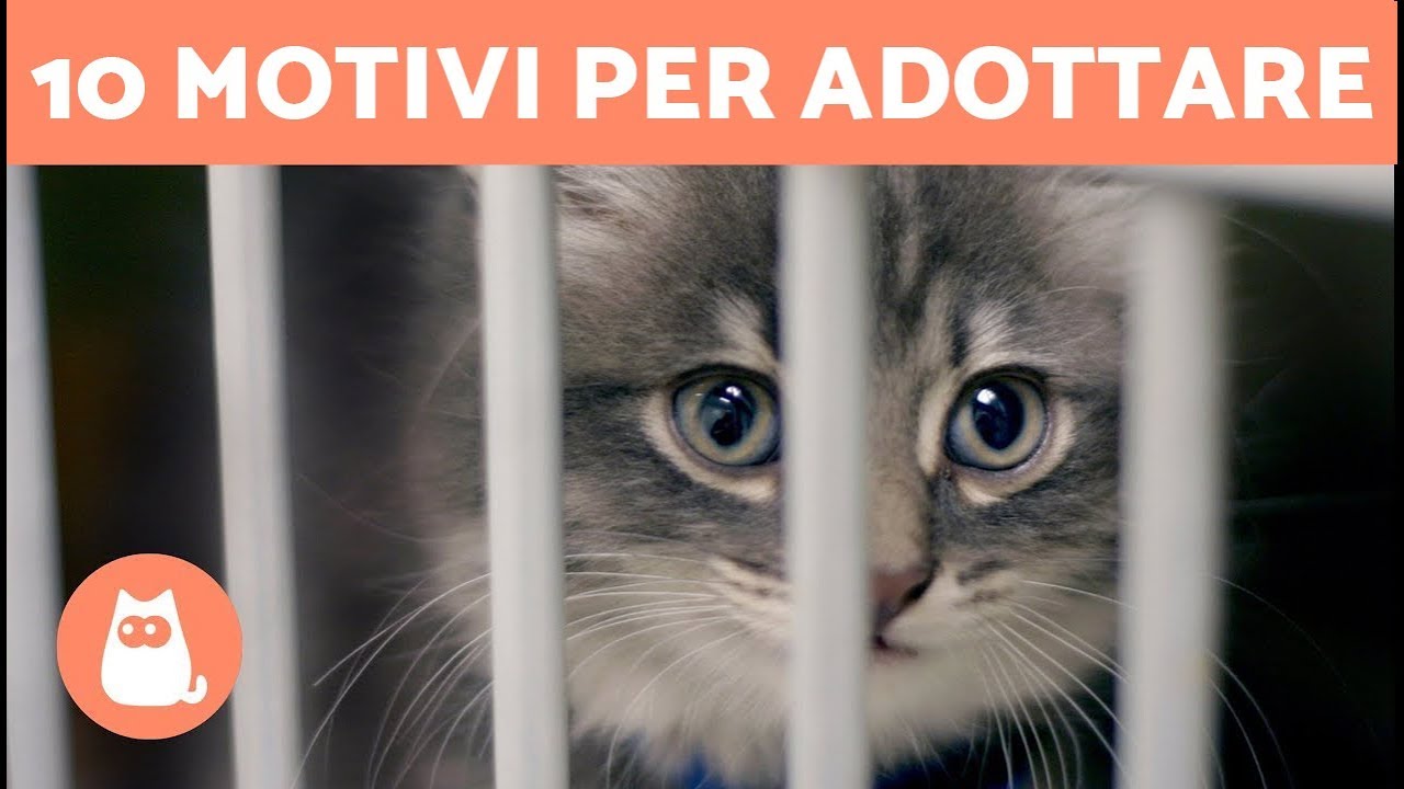 10 motivi per ADOTTARE un gatto 🐱 CONSIGLI per adottare un gatto adulto o cucciolo