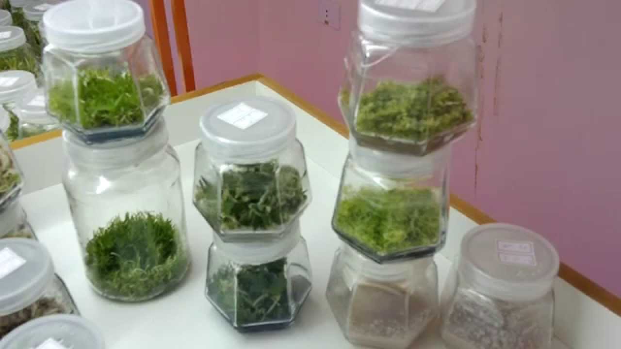 Como fazer mudas de orquídea em sua própria casa.