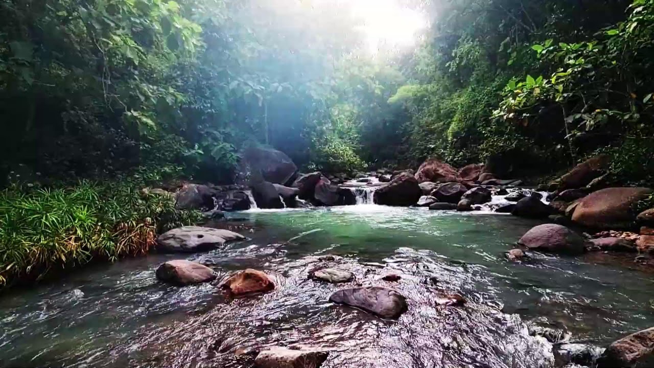 Soothing River & Bird ASMR - Natural Soundscape for Sleep, Studying, and Calm Focus